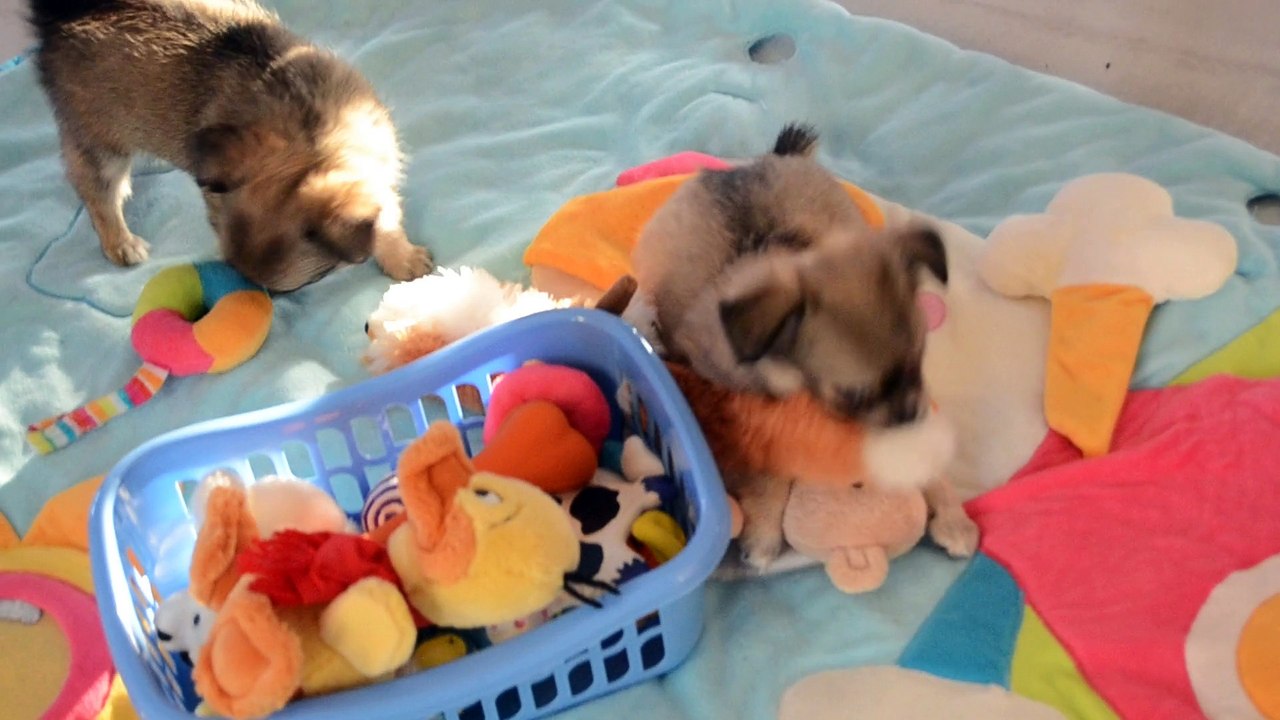 Lily, Lola et Lewis ont 7 semaines
