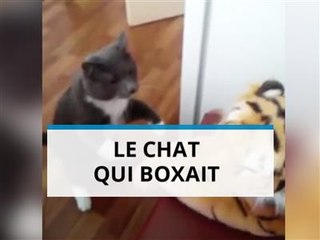 Quand un chat s'en prend à un tigre