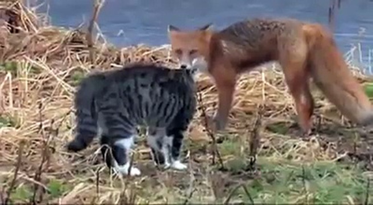 cat is heavy from ten time big animal