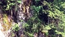 Sauter dans une rivière depuis un arbre (Fail)