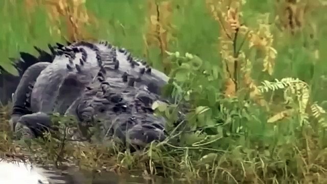 Wild discovery channel documentary films CROC ZILLA King of Crocodiles NATIONAL GEOGRAPHIC animals