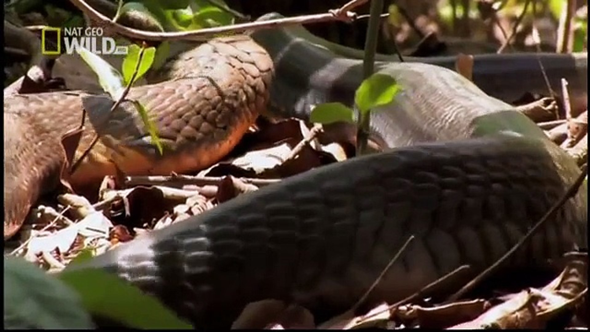 Discovery wild animals King Cobras Discovery channel documentary films HD
