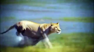 Discovery wild animals Croc kills Lion Discovery channel documentary films 2015 HD