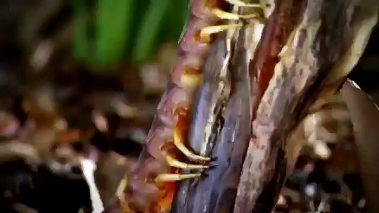 National Geographic animals fighting The Lives Of Lions Nat Geo Wild documentary films HD