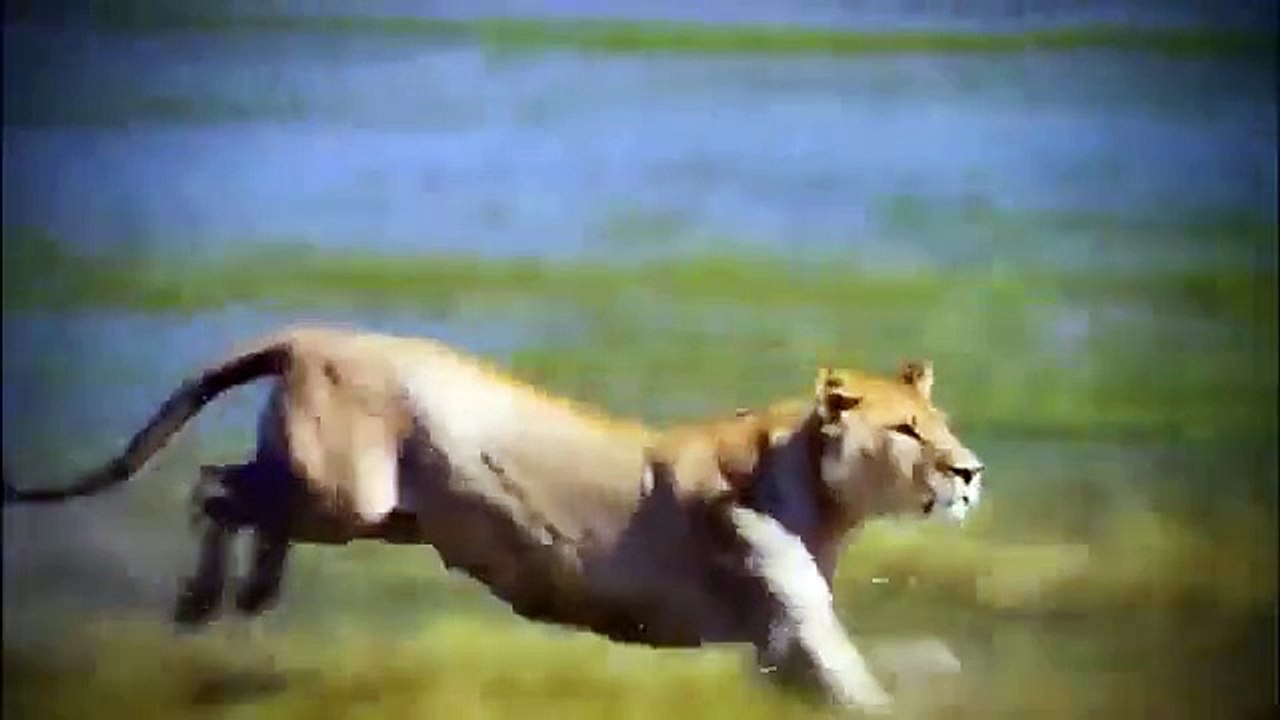 Animal planet - crocodile documentary - National Geographic Discovery channel