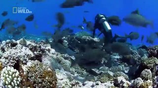 Wild discovery channel animals - Shark Of Lost Island National Geographic documentary Animal planet