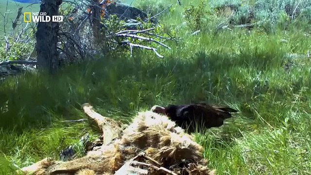 The Wild Yellowstone Wild discovery channel - National Geographic documentary - Animal planet