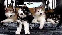 Doggies Listening Music
