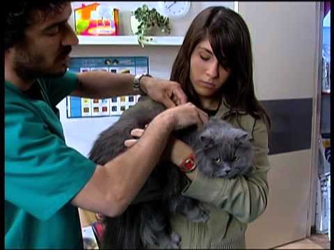 TV3 - Ventdelplà - Teresa i Julià escolten una conversa (cap. 19)