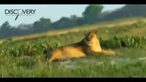 Lions Attack Hyenas - Lions Hunting Hyenas and More - Lions Documentary [National Geographic]
