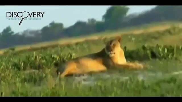 Lions Attack Hyenas - Lions Hunting Hyenas and More - Lions Documentary [National Geographic]