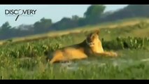 Lions Attack Hyenas - Lions Hunting Hyenas and More - Lions Documentary [National Geographic]