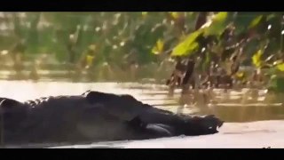 National Geographic | Wild Animal Documentary : Lions, Hyenas, Crocodiles