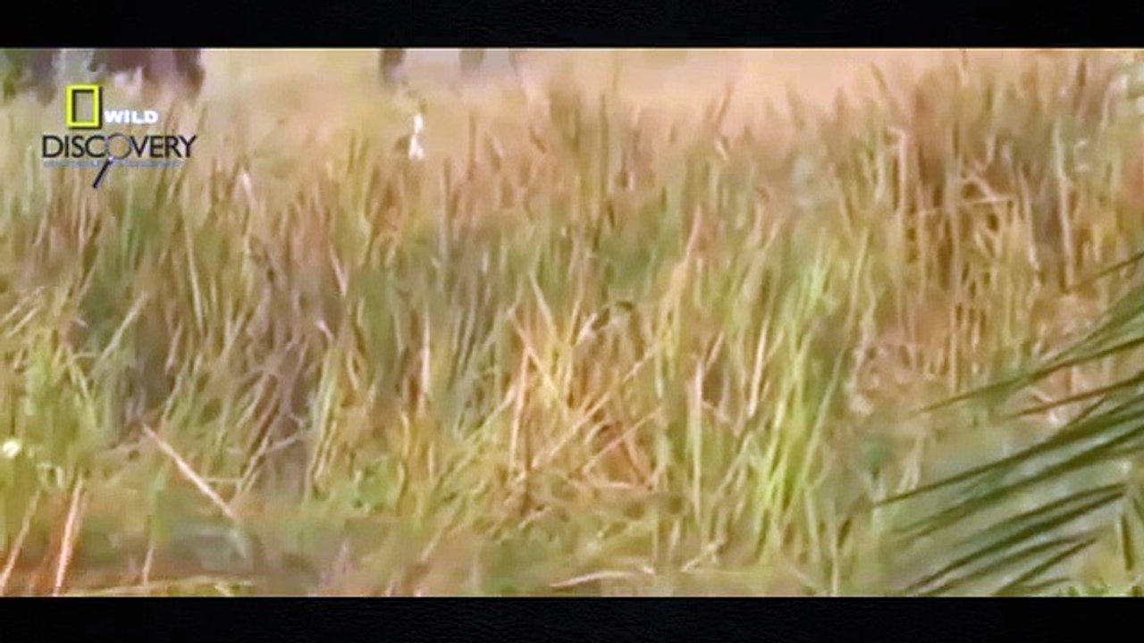 Shap LionsTV Channel - Lions vs Buffalo Bloody Battle - Discovery Wild Lion Documentary