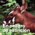 Conoce al 'delfín rosa' uno de los animales en peligro de extinción