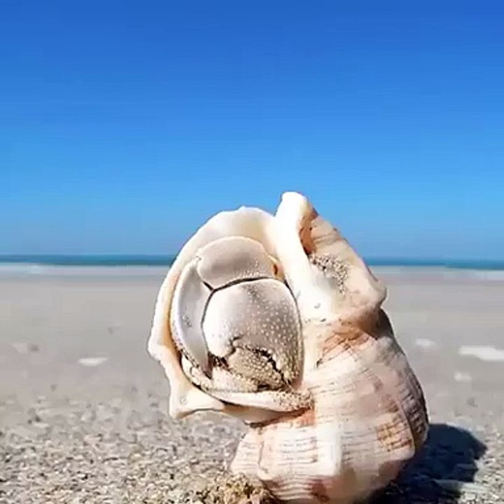 knock knock