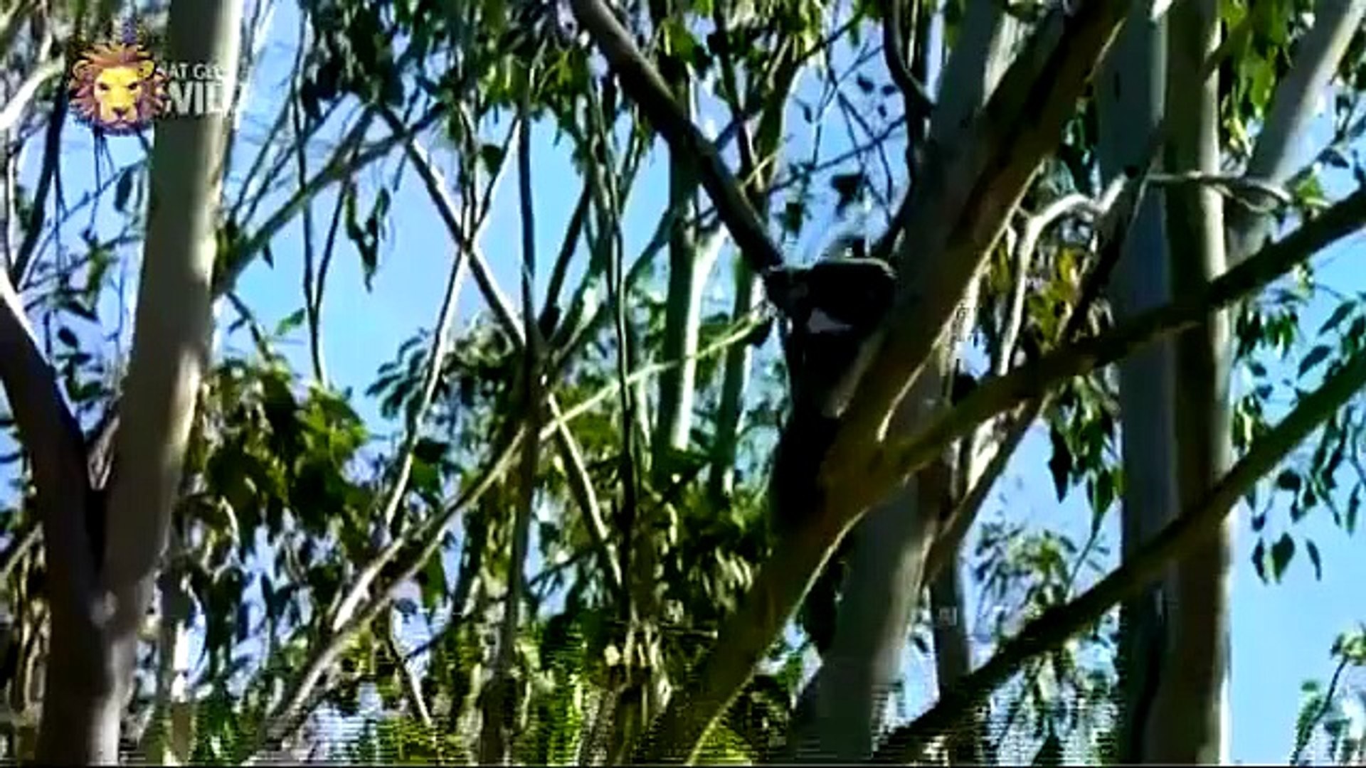 Animals Documentary | Animals Documentary Channel || Lions Documentaries Film