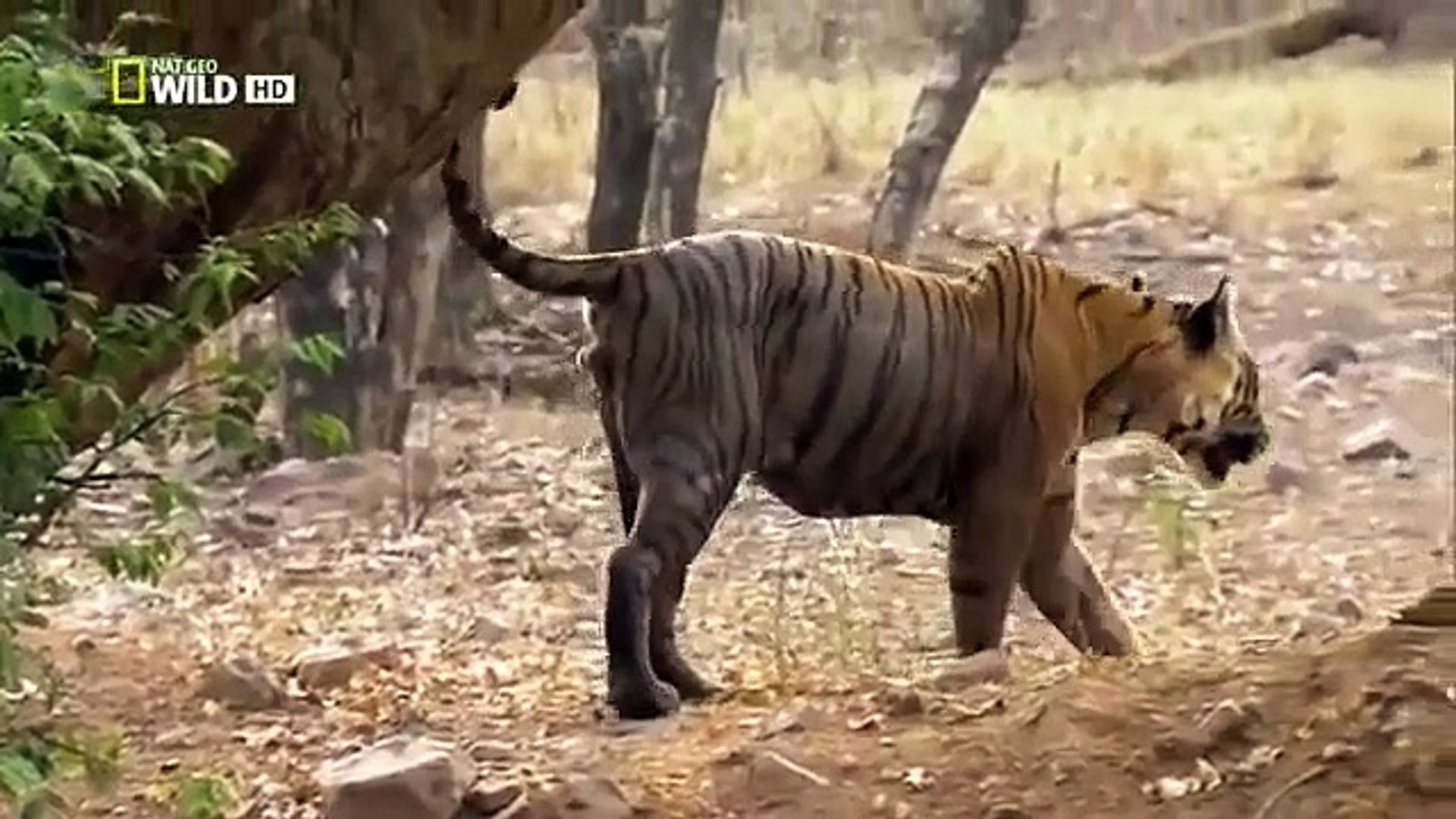 ⁣Documentary Animals - Animals Documentary National Geographic - Wild Animals Documentary 2015