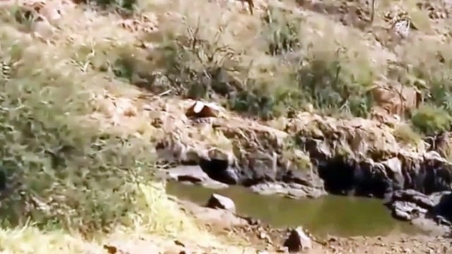 Super Hunting Lions Animals - BBC Documentary Animals - Documentary National Geographic 2015