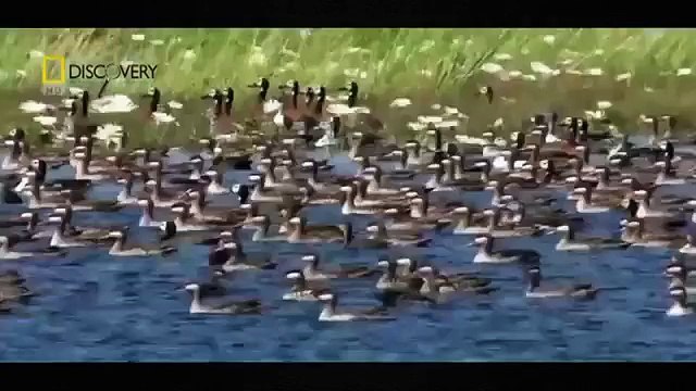 Animals Documentary 2015 - Lions Hunting, Attacks Strategy Animals