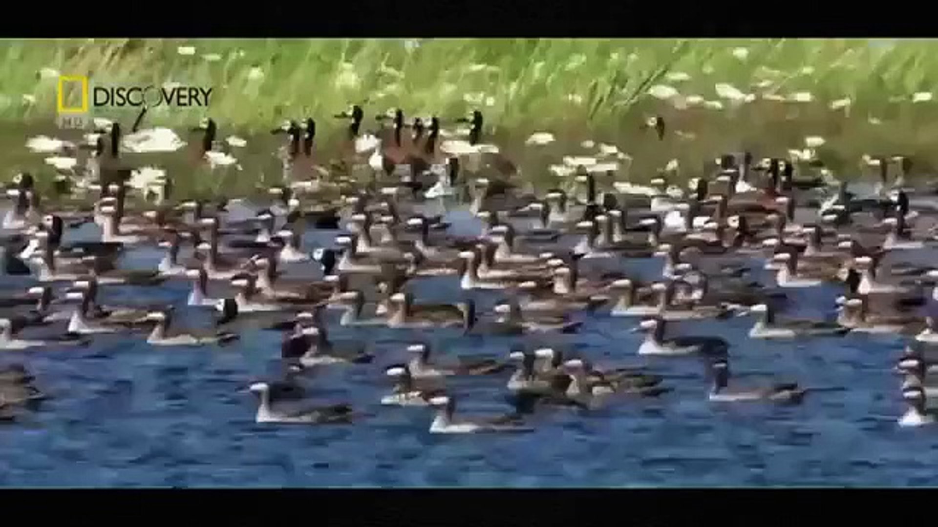 ⁣Animals Documentary 2015 - Lions Hunting, Attacks Strategy Animals