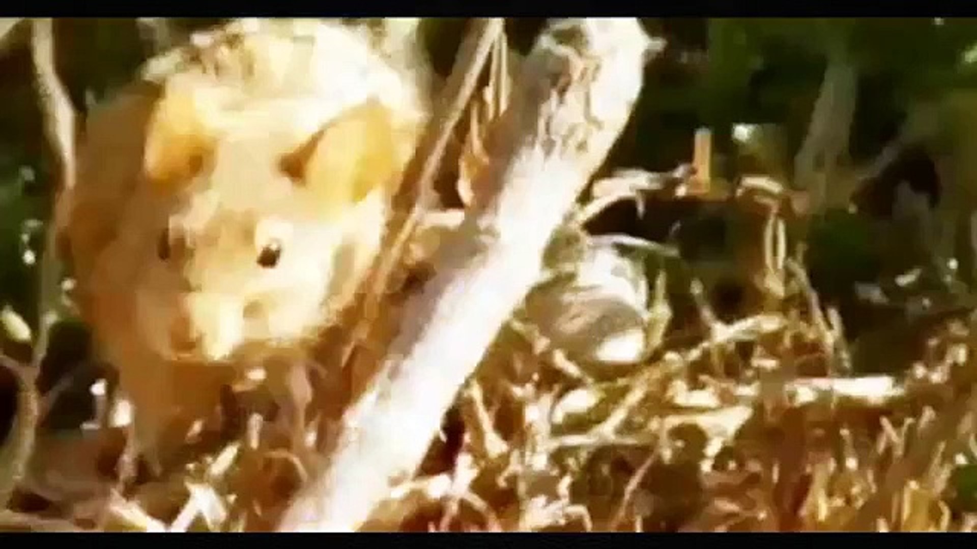 Animals Documentary: What