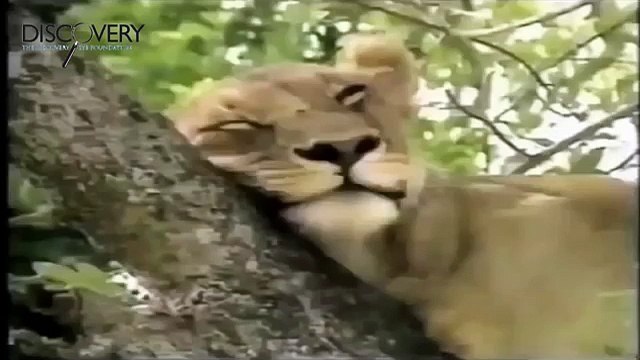National Geographic Documentary || 4 Male Lions Kill And Eat a Male Buffalo || Lions Documentary