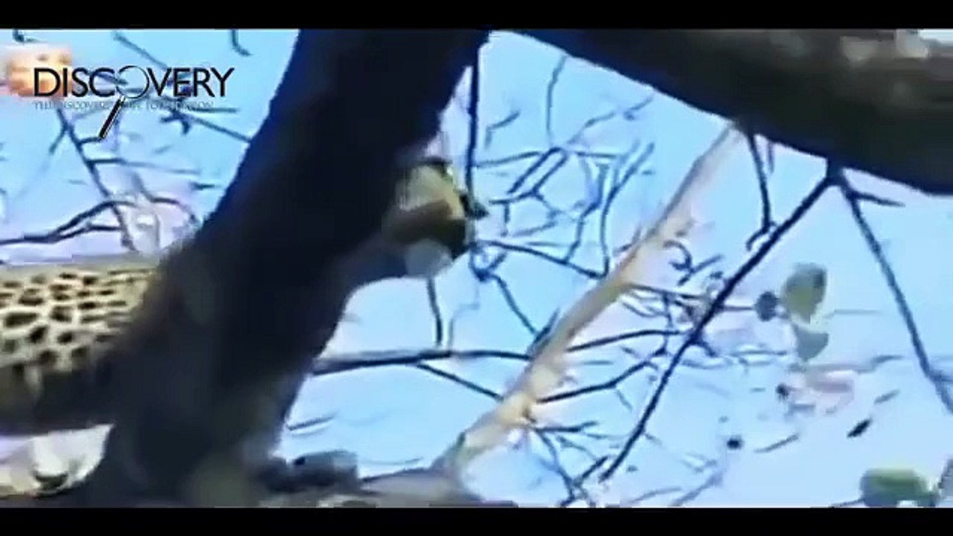 ⁣Lions Attack Buffalo, Elephant, Rhino and Other Animals - Lions Documentaries (Documentary Film)