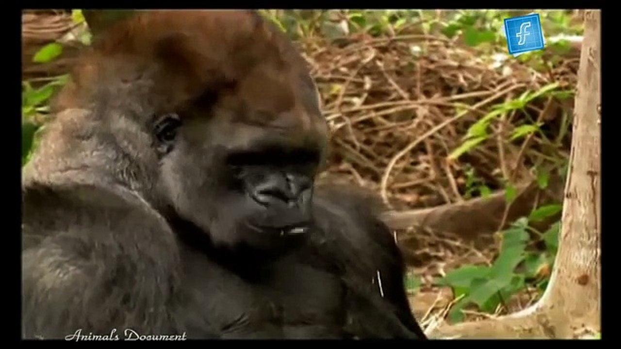 Animals Documentary National Geographic full 2015