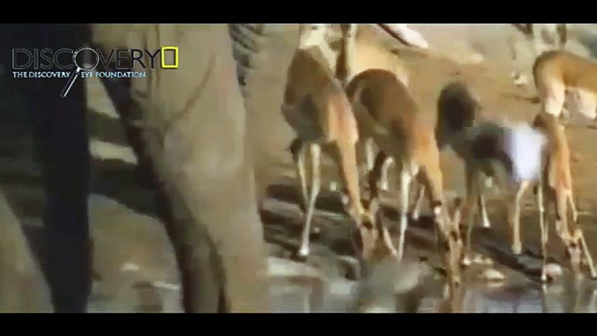 ⁣Lions Documentary: Lions, Hyenas, Elephants Real Fight ( Animals Documentaries Film)