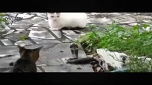 Animals Documentary 2015 - Cats and Snakes Fierce Fighting - The Battle of Animals