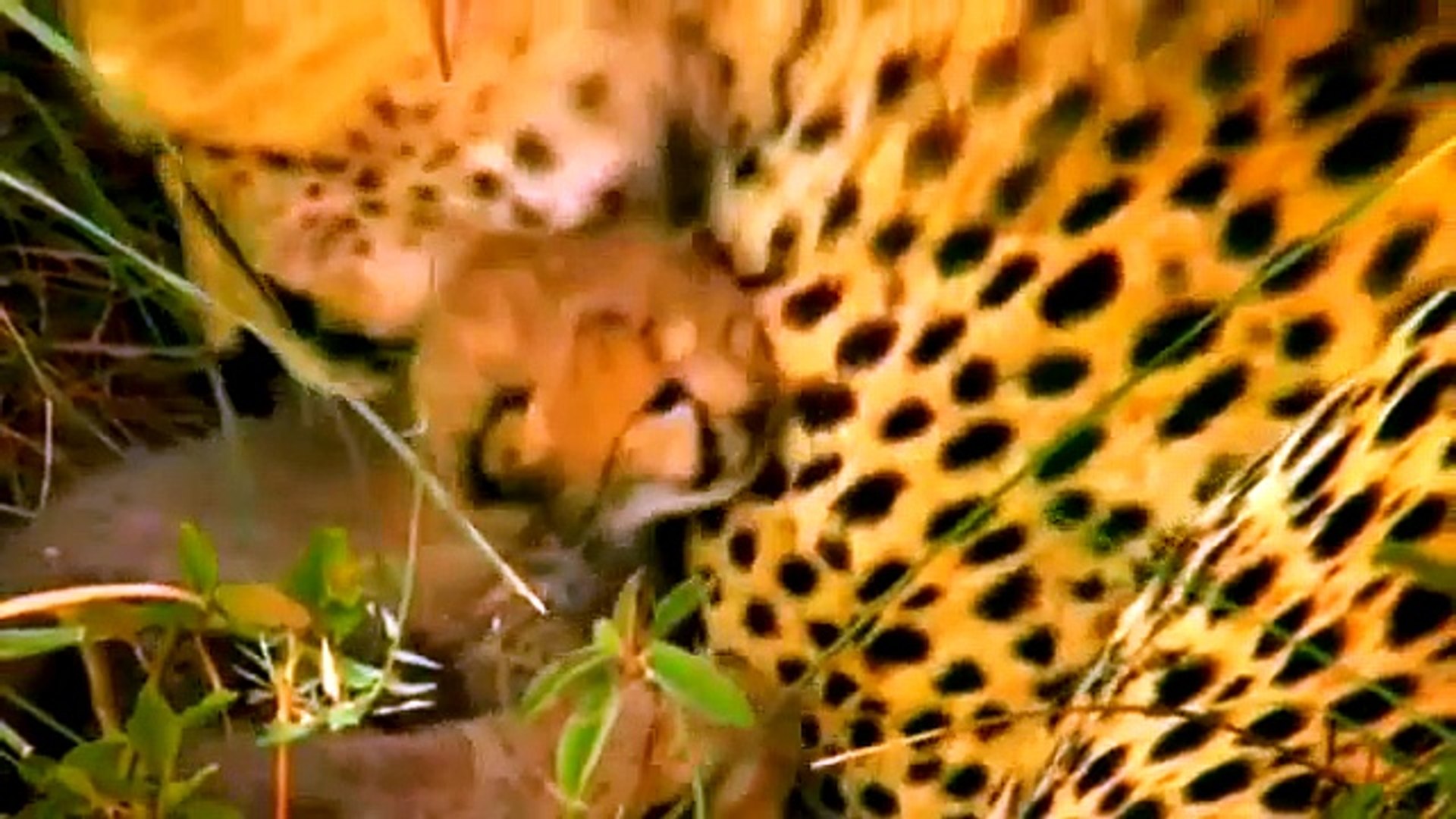 ⁣Documentary Animals African - Wild Lions Animals - National Geographic Animals HD