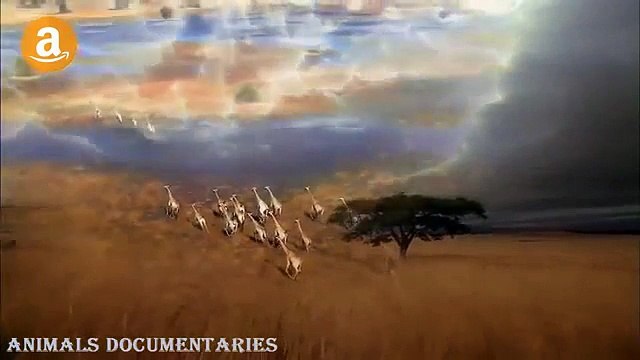 National Geographic Documentary 2015 - Lion Documentaries - Wildliffe Lion Attack