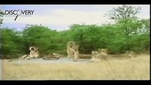 Lion Mating and Fighting to The Death - Lion