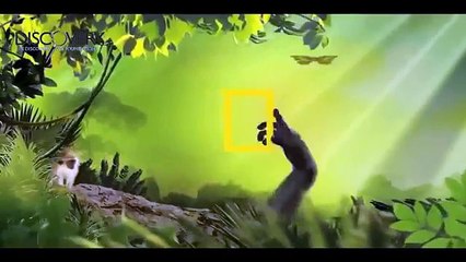 Lion vs Buffalo Real Fighting ► Shap LionsTV Channel