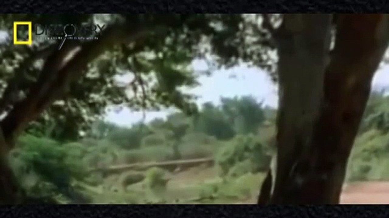 Animal Documentary: Crocodiles