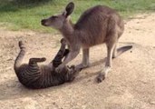 Playful Kangaroo Acts Like Pet Dog