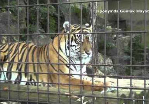 Leaping Koala at Higashiyama Zoo