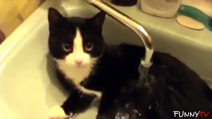 Les chats aiment l'eau?? Oui! Compilation hilarante