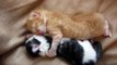Deux chatons s'endorment dans les bras l'un de l'autre... Trop mignon