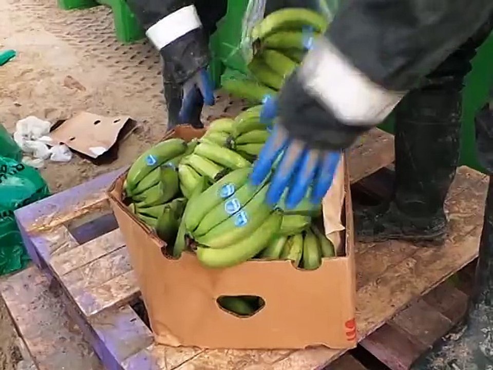 BANANES