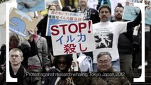 Why Wont Japan Stop Illegally Hunting Whales?