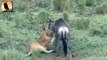 Lion vs wildebeest Lion Attack wildebeest