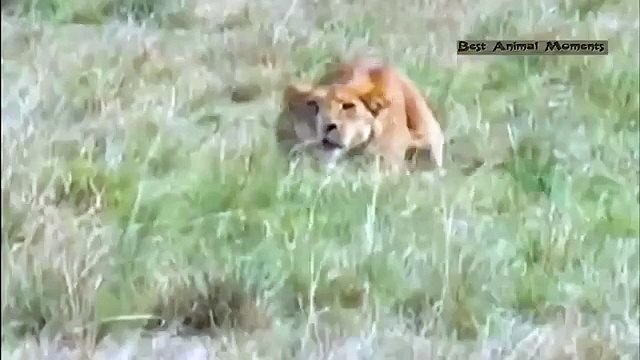 Lions attack and kills Gazelle BRUTAL