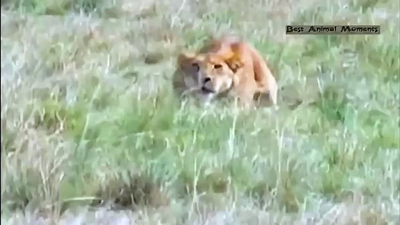 Lions attack and kills Gazelle BRUTAL