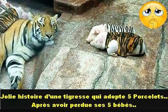 Jolie histoire d’une tigresse qui adopte des petits cochons est digne d’un conte de Noël.
