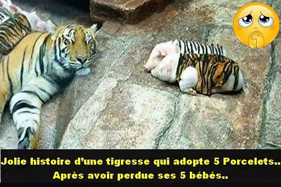 Jolie histoire d’une tigresse qui adopte des petits cochons est digne d’un conte de Noël.