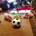 Baby Pigs enjoying their presents