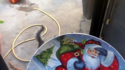 Cat owner trolls pets with Christmas prank