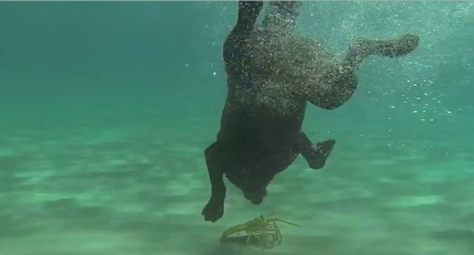 Lila le labrador qui pêche la langouste